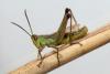 Pseudochorthippus parallelus parallelus